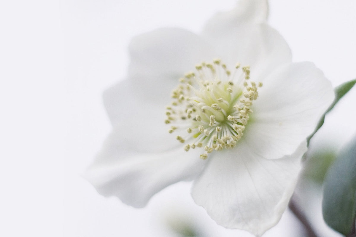 What To Do in the Garden this June